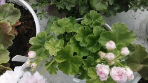 Цветение сортовых пеларгоний. Часть 1.