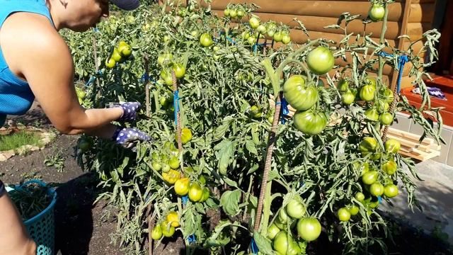 Не спеют помидоры? Сделай как я! Гарантированный способ