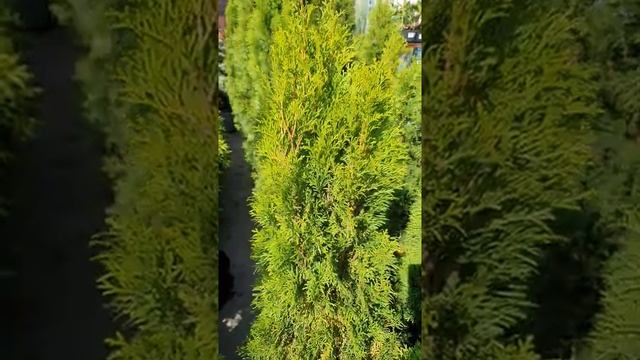 ТУЯ СМАРАГД ТУЯ В ВОРОНЕЖЕ. ДОСТАВКА ПО РОСИИ .2020Г #туя #ТУЯСМАРАГД #туязападная