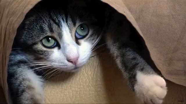 Слушать новинки музыки онлайн. Настоящий хит! Послуш... смотреть онлайн