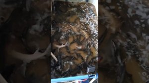 Результаты содержания #осетр  в домашнем мини #узв #стерлядь #рыбоводство