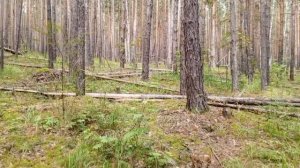 Лесные жители показывают свое творчество