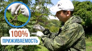 Летняя прививка плодовых деревьев. Как правильно прививать плодовые деревья?