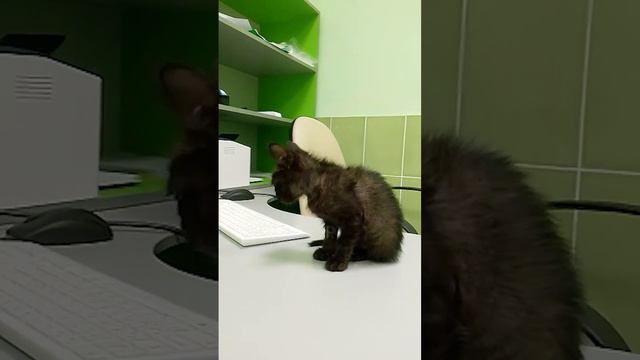 Котенок Рулет