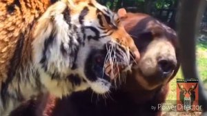 Quando, Quando, Quando - Michael Bublé (With Nelly Furtado)