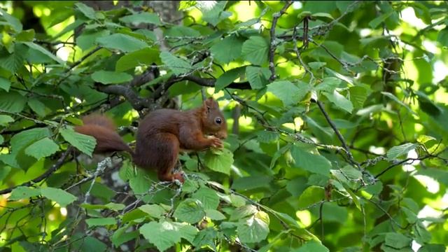 Лучшая целебная музыка, которую можно бесконечно слушать и восстанавливаться.Very, very gentle musi смотреть онлайн