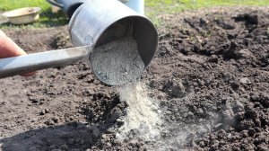 Земля некогда ещё не была такой рыхлой и плодородной. Удобрение которое заменило навоз на огороде.