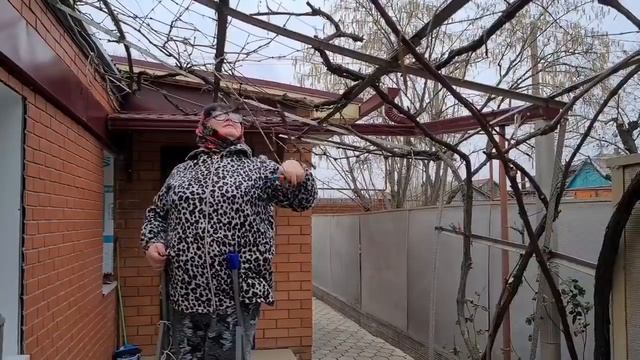 Ейск?Уборка во дворе. Варька помогает. Обрезаем виноград...