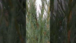 Удаляю лишние стволы у можжевельников, провожу стрижку.