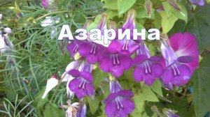 однолетние садовые цветы