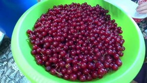 Лечебные свойства красной черемухи