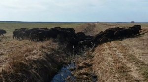 Большое стадо зубров. Беларусь