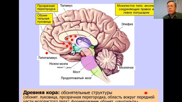 Вячеслав Дубынин ФЧЖ 4 курс 2021 лекция 7 обоняние