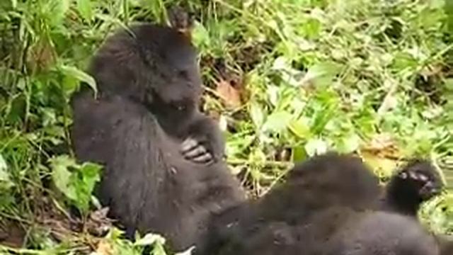 Newborn Mountain Gorilla in Congo смотреть онлайн