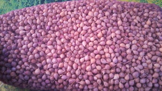 Как сохранить чеснок до весны для посадки? смотреть онлайн