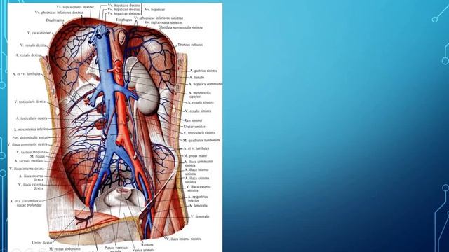Мышцы полой вены