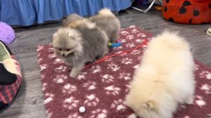 Щенки Шпица.У нас можно купить щенка Миниатюрного ШПИЦА в Подмосковье, в Москве.Шпиц кремовый,собол