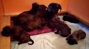 Щенки немецкого боксера "в Зените Удачи", 3 недели.