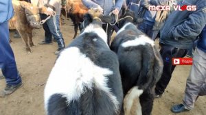 Самарканд Жума Мол Бозор Нархлари #MOL_BOZOR #JUMA_BOZOR #QUY_BOZOR