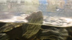 Какие овощи можно давать красноухим черепахам?