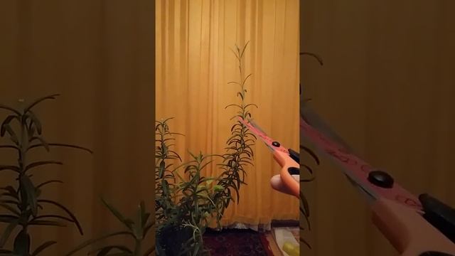 Уход за розмарином. Розмарин уход в квартире. Розмарин дома. Розмарин зимой. смотреть онлайн