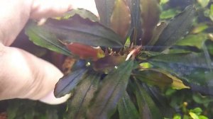 #tank#bucephalandra#aquarium    Aquarium Буцефаландра-" Брауни Ред"Bucephalanra-"Brawnie Red"