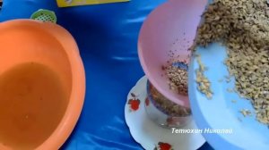 Свой мицелий вешенки