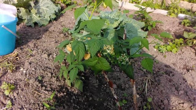 Видео обзор жёлтой ремонтантной малины смотреть онлайн