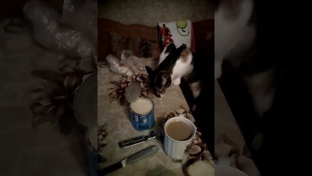 Кошка и сладкое сгущёное молоко смотреть онлайн