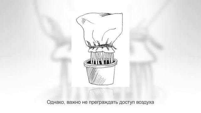 Как заставить ПУАНСЕТТИЮ зацвести к Рождеству смотреть онлайн