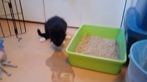 Jack vomiting a huge amount of food.  Don't worry, he's fine!  Please subscribe for cute cat videos