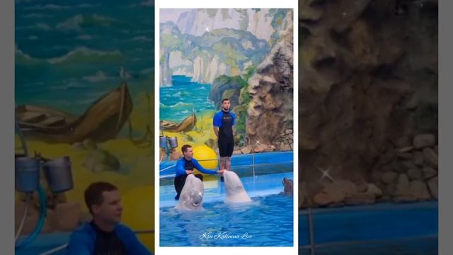 ? ПЕСНЯ БЕЛУГ ~ ХАРЬКОВСКИЙ ДЕЛЬФИНАРИЙ ~ SONG OF BELUGA ~ KHARKOV DOLPHINARIUM