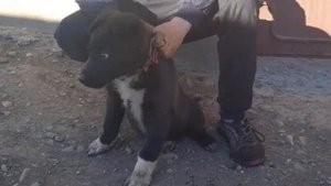 Алабаи МИСКИНДЖА