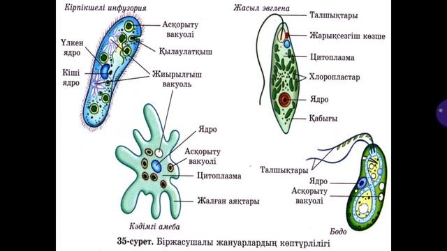 біржасушалы және көпжасушалы ағзалардың ұқсастықтары мен айырмашылықтары неде?