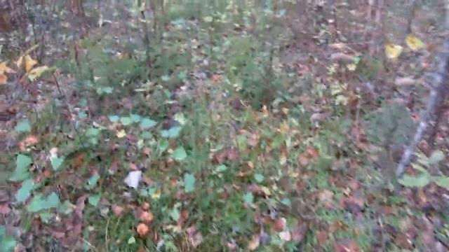 Дары леса, кладовая природы. Грибы, ягоды, забавные встречи с обитателями тайги. смотреть онлайн