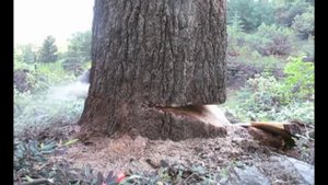 ИНТЕРЕСНОЕ&ПОЗНАВАТЕЛЬНОЕ  Как лесоруб пилит дерево