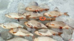 Личинка репейной моли . Отличная наживка зимой .