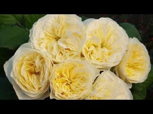 Вайт и Свит Вувузела! непревзойдённая роскошь цветения!!! rosebushes.ru