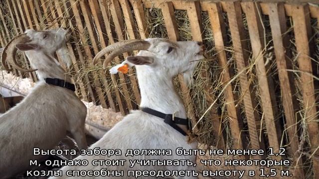 Содержание коз