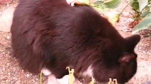 Cat Loves Lisianthus