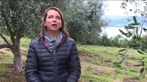 Depuis 15 ans, l’appellation d’origine protégée Oliu di Corsica dope la filière