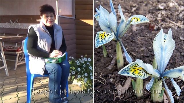 Луковичные ирисы посадка и уход размножение Полный обзор и описание смотреть онлайн