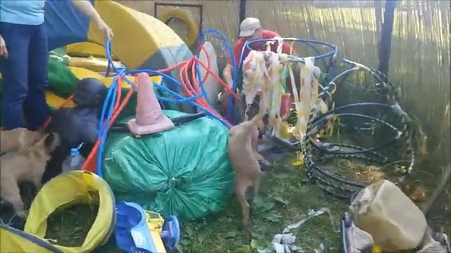 Щенки малинуа Иван да Марья "Д" на площадке Ясенево смотреть онлайн