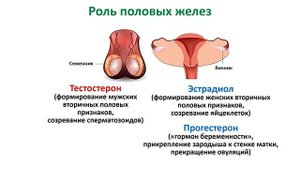 Биология 9 класс. Тема урока: "Строение и функции половой системы человека".