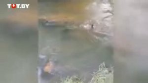 суровый бобёр напал на собаку