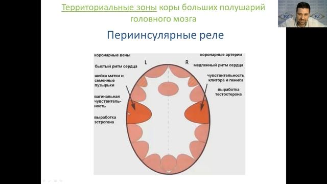 Современная психосоматика. Правила для ЭКТОДЕРМЫ 7