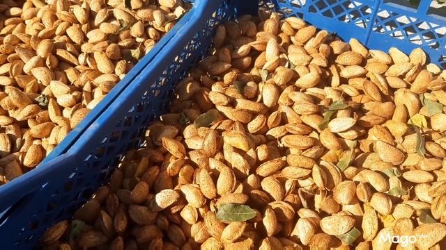 Миндаль сорт Форос и Аян.Визуальное сравнение. смотреть онлайн