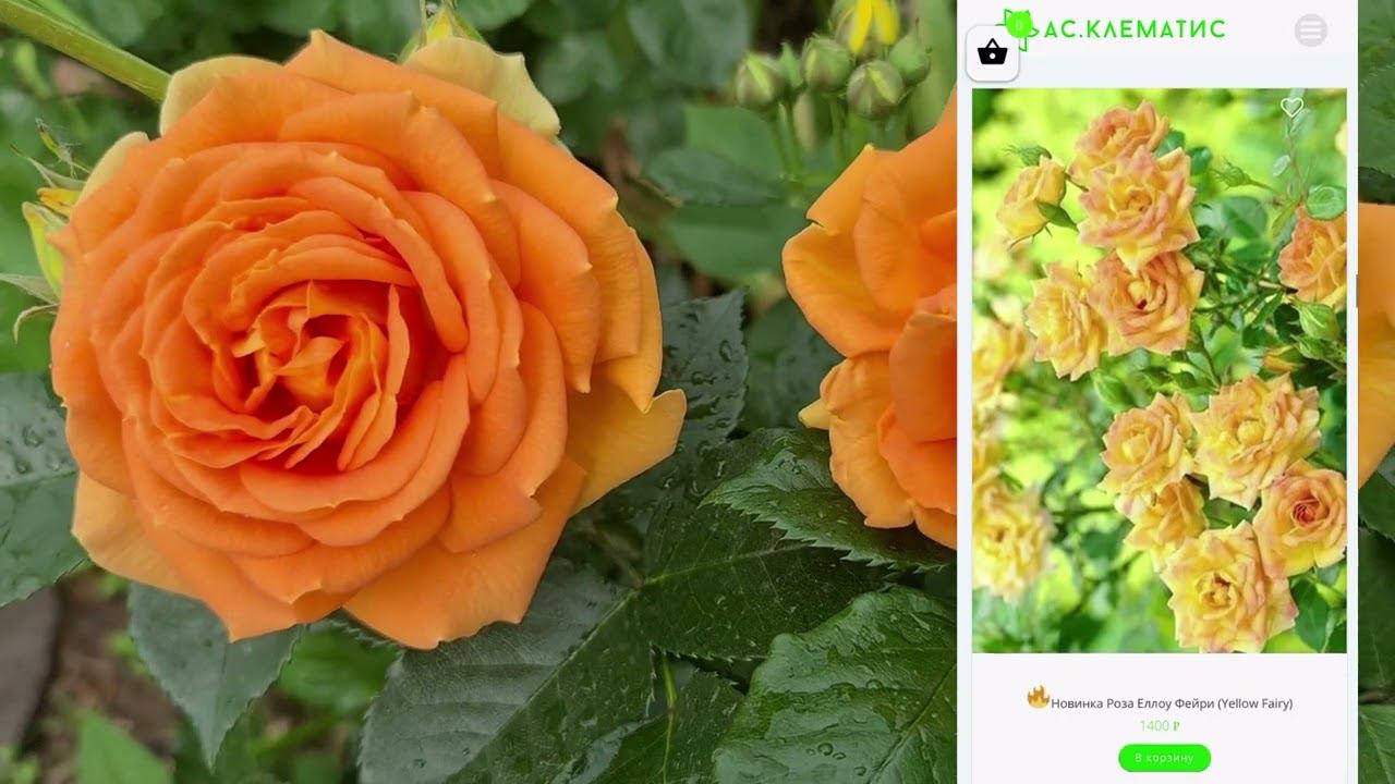 РОЗЫ. Новый ассортимент в каталоге АС-Клематис! смотреть онлайн