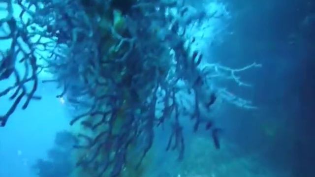 Lavandou avec Marcq Plongée смотреть онлайн