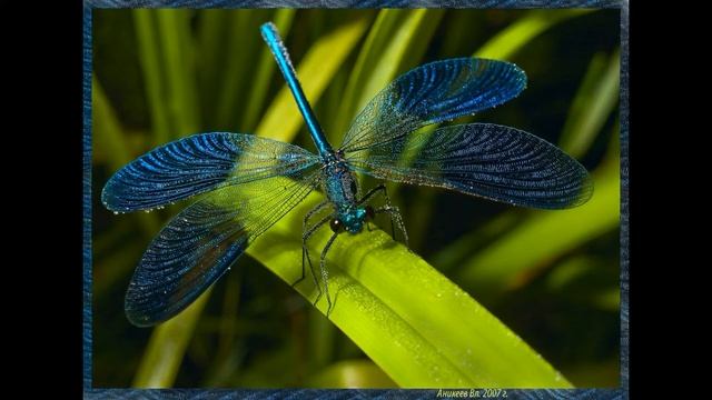 Диктант 6 класс смотреть онлайн